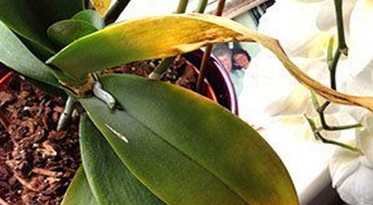 Vlinderorchidee met gele, verschrompelde bladeren: oorzaken en remedies