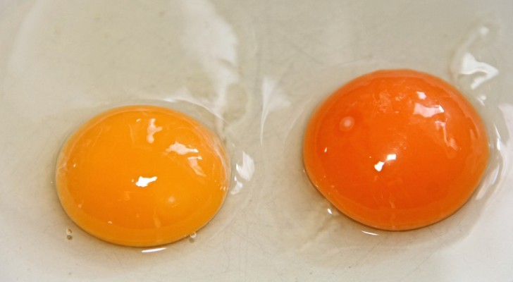 Pourquoi certains jaunes d'œuf sont-ils jaunes et d'autres plus rougeâtres ou orangés ? Voici la raison et ce qui change dans l'œuf