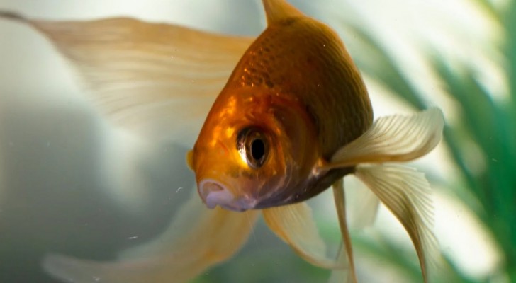 Come funziona davvero la memoria dei pesci rossi: oltre il mito dei 3 secondi