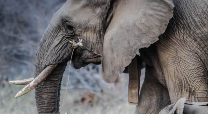 Gli elefanti hanno paura dei topi, anzi no: sfatiamo un mito persistente