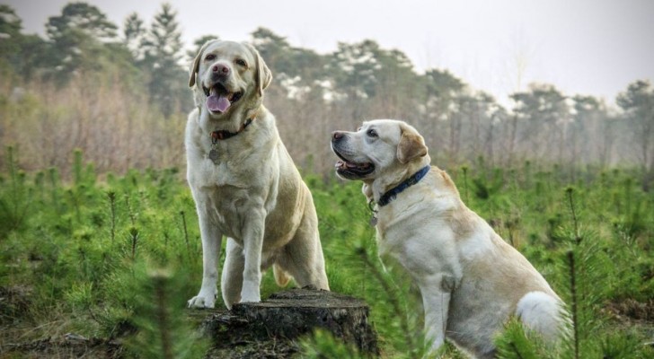 Quello che non sai sui Labrador: fatti e curiosità di un compagno eccezionale