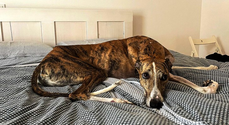 cane sul letto