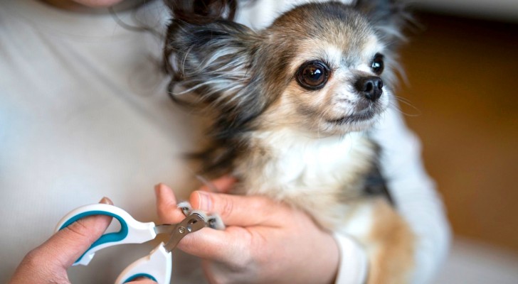 Come abituare il tuo cane a farsi tagliare le unghie senza alcuna difficoltà