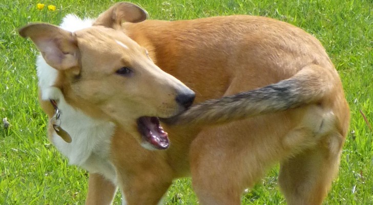 Il tuo cane si morde spesso la coda? Forse soffre di una di queste problematiche