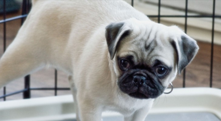 cane che fa pipì in casa