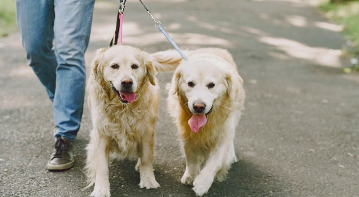 Come addestrare il tuo cane ad andare guinzaglio: 3 pratici consigli che potrebbero davvero aiutarti
