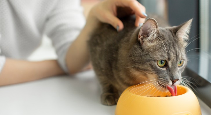 Il gatto ha perso l'appetito