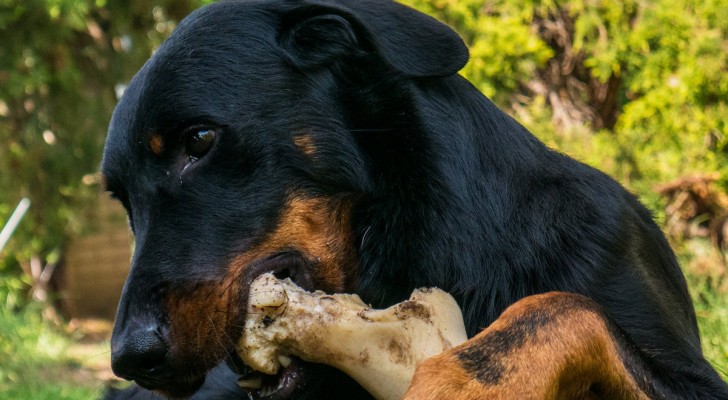 Cosa fare se il cane mangia ossa cotte o schegge: sintomi e quando preoccuparsi