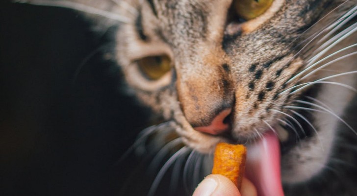 Come decidono i gatti che un cibo è di loro gusto?