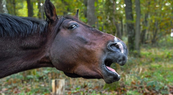 Perché i cavalli nitriscono: fra curiosità e paura, come comunicare con loro