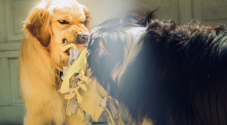 Il cane ringhia: come gestirlo e soprattutto cosa non fare per non peggiorare la situazione