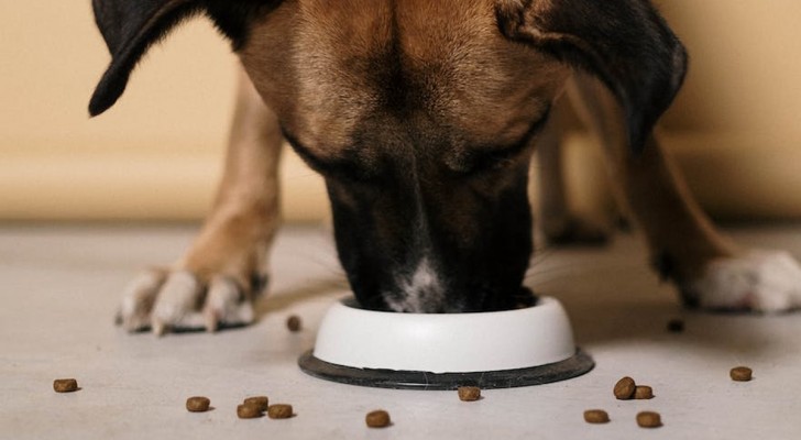 Quali e quante proteine dare al cane: guida a una dieta equilibrata