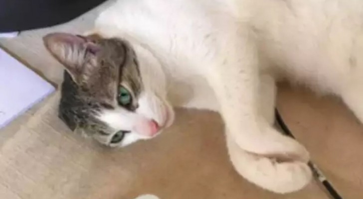 Questa gatta scomparsa in aeroporto viene ritrovata 10 giorni dopo: la storia di Freida