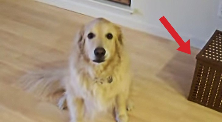 He tells his dog to CLEAN the house : what he does in a few seconds is priceless!