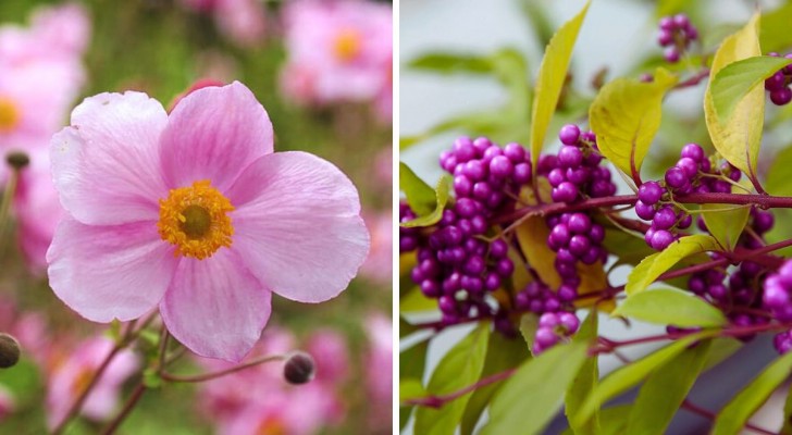 Höstblommor: 9 sorter för att göra din trädgård färgglad till vintern