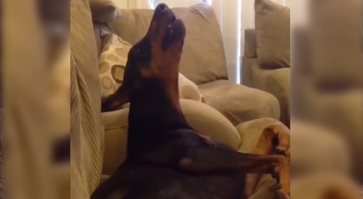 He tells his dog he can't go to the park ... his response is heartbreaking!