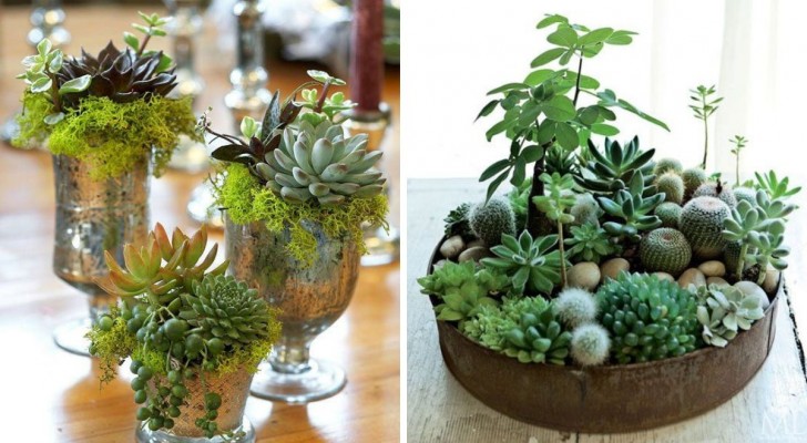 16 ideeën om te kopiëren voor tafelstukken met spectaculaire vetplanten