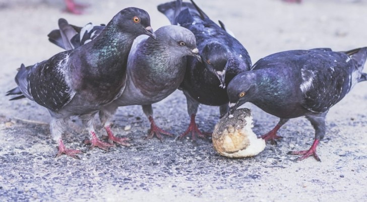 Tutti lo fanno, ma è sbagliato dare le briciole di pane agli uccelli: ecco il motivo