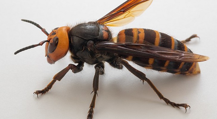 Waarom je de Aziatische hoornaar nooit moet slaan en wat je moet doen als je gestoken wordt