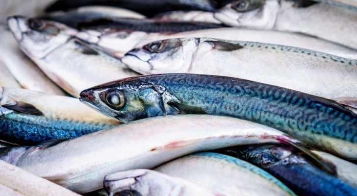 Varför luktar fisk illa? Här är den vetenskapliga anledningen till det du undrar över