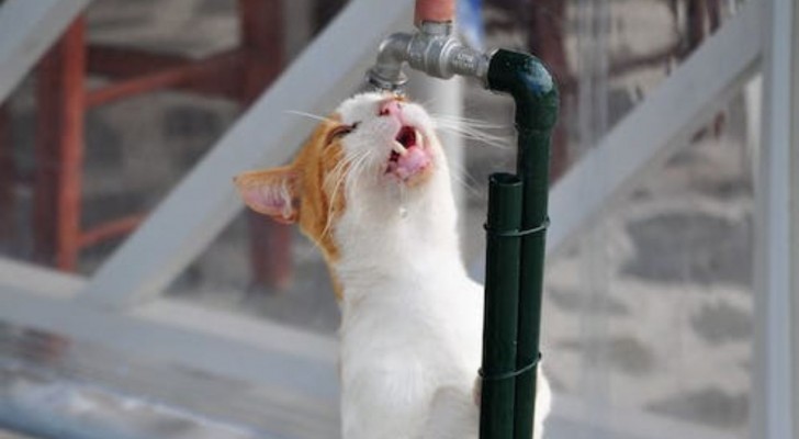 Il tuo gatto non beve abbastanza acqua? Ecco cosa fare per mantenerlo idratato