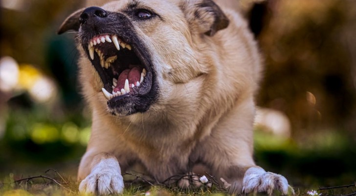 Cosa fare se si viene morsi da un cane: come gestire la ferita e prevenire le infezioni
