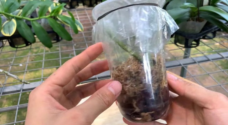 Den idiotsäkra metoden för att föröka blommande orkidéer i en plastflaska