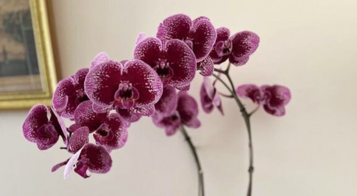 Zien de orchideeën er ziek uit? Ontdek hoe je knoflook kunt gebruiken om ze te genezen