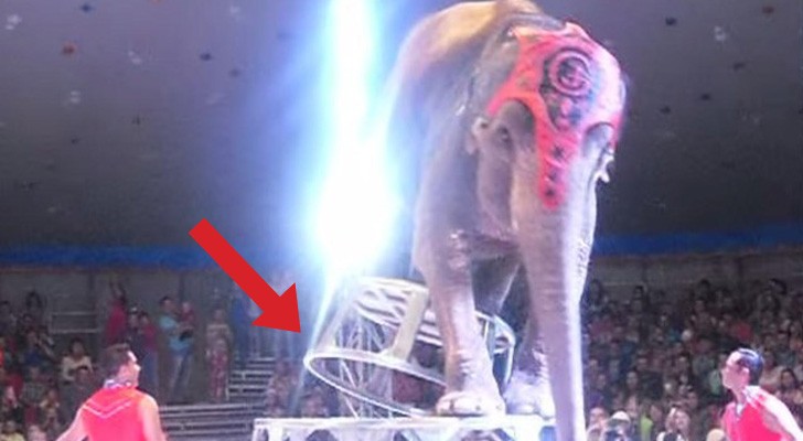 An awful circus act ends badly ... look at the reaction of the other elephants !