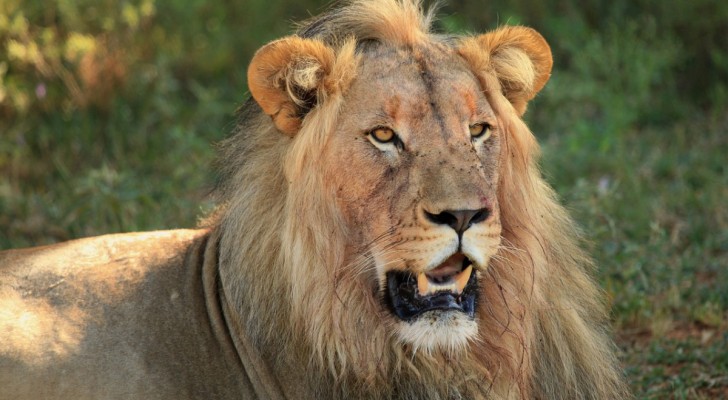 I leoni non sono i più temuti della savana: ecco ciò che scatena il terrore degli altri animali