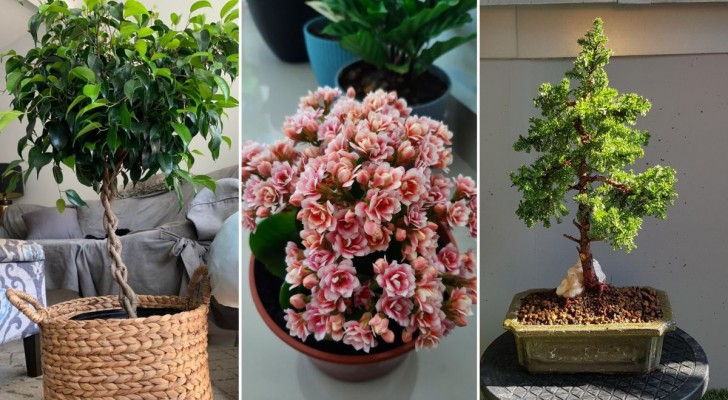 Mantenete un microclima in casa vostra con l'aiuto di queste 10 piante d'appartamento