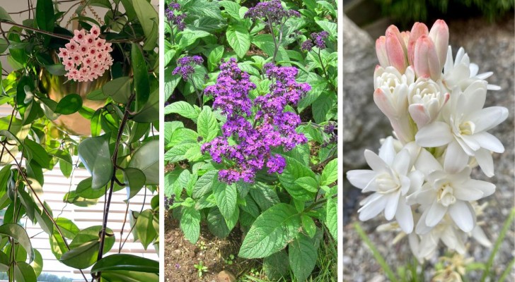 Jetez les parfums d'ambiance : avec ces 6 plantes vous parfumerez la maison de façon naturelle