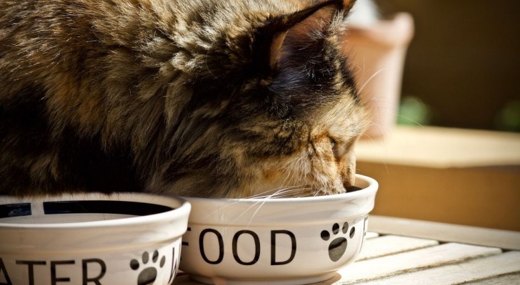Perché il gatto lascia il cibo nella ciotola: ragioni più comuni e quando preoccuparsi