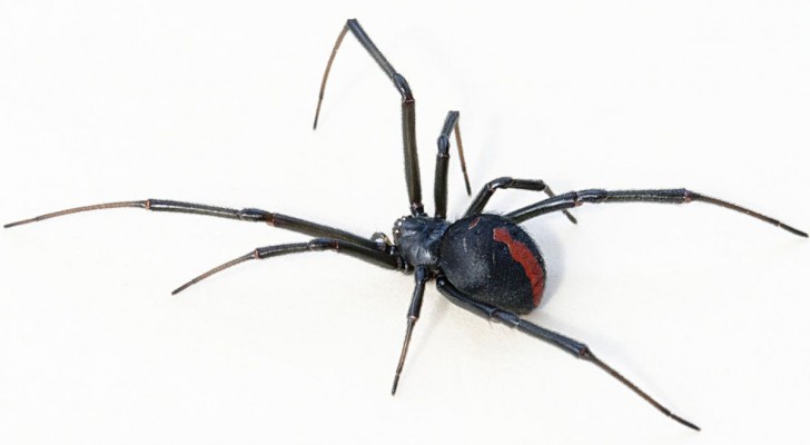 Varför finns det så många väldigt farliga spindlar (och inte bara) i Australien?