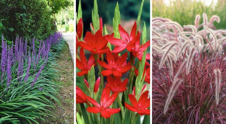 6 van de mooiste planten om in de herfst in de tuin te bewonderen