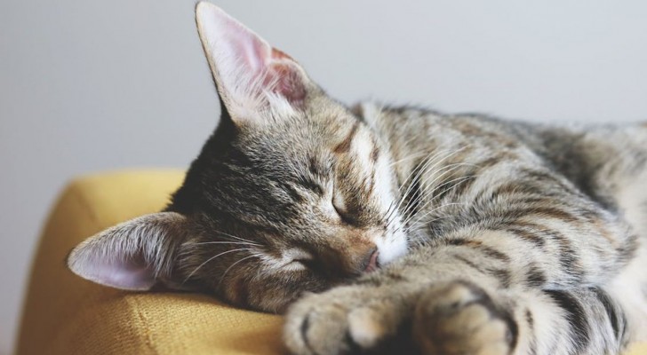 Tutto quello che non sapevi sul sonno dei gatti: quante ore dormono e perché?