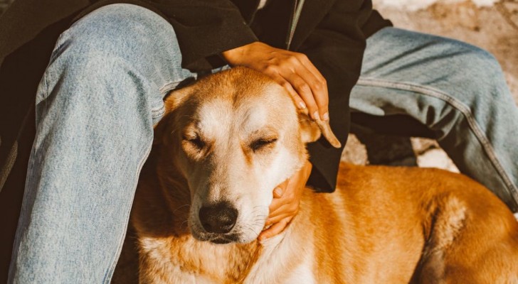 Come stabilire una gerarchia con il tuo cane: il segreto per una convivenza tranquilla