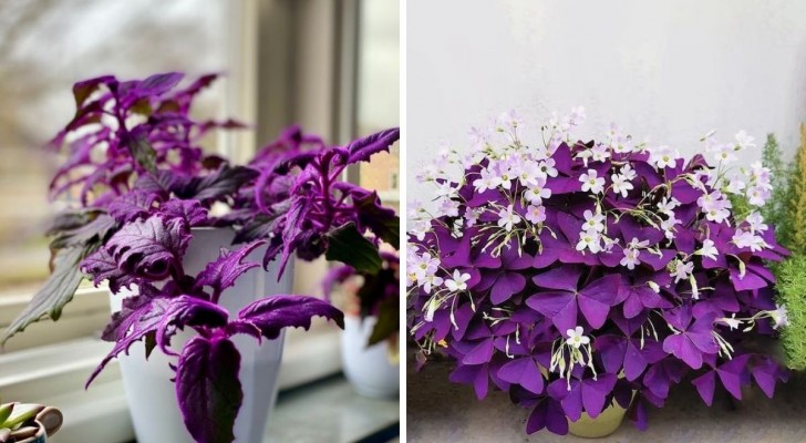 Vous aimez le violet ? Découvrez les plantes aux feuilles pourpres pour décorer la maison 