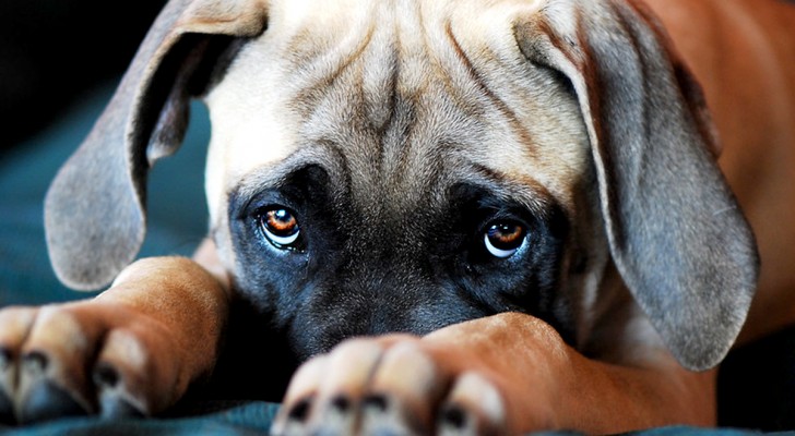 Il tuo cane ha gli occhioni tristi? Ecco le ragioni