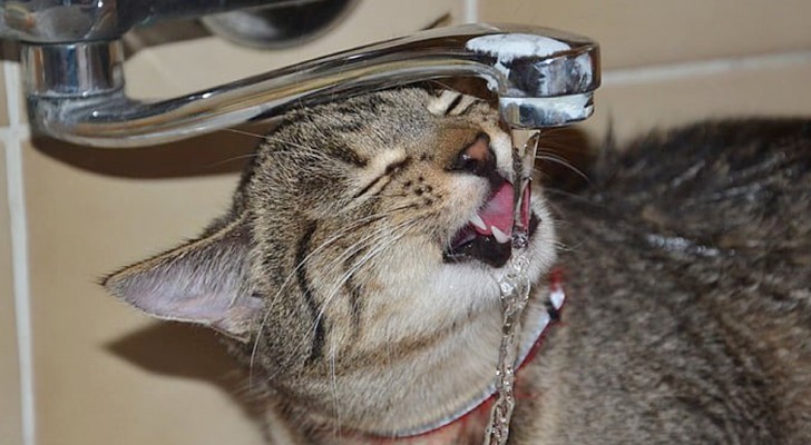 Curioso di sapere perché il tuo gatto ama bere dal rubinetto? Ecco le motivazioni