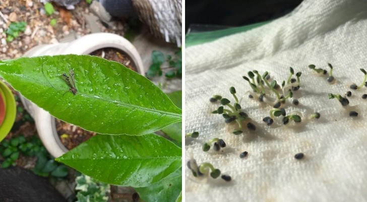 4 merkwaardige tuintrucs om het verzorgen van de planten makkelijker en leuker te maken