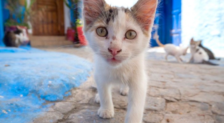 Impossibile non notarlo: perché ci sono così tanti gatti in Grecia?