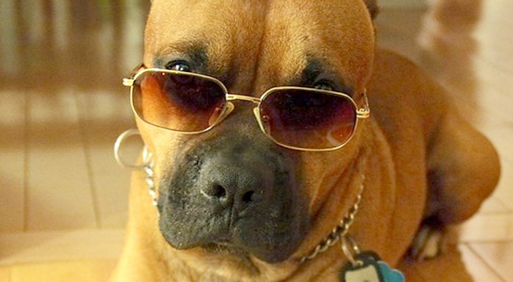 Vuoi che il tuo animale diventi una star del cinema?
