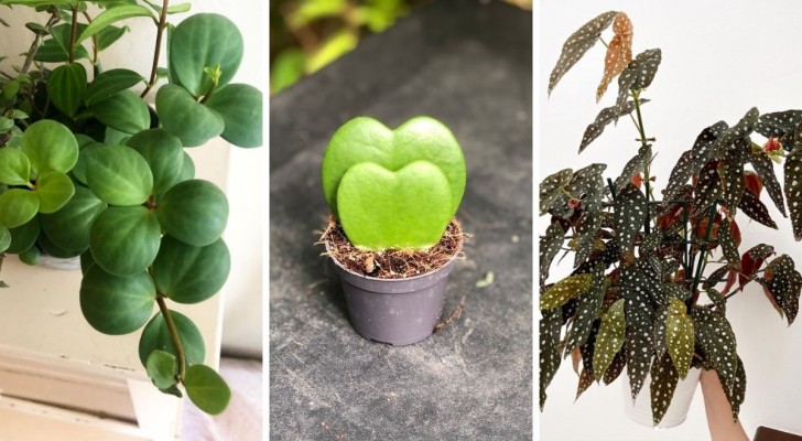 5 piante da appartamento irresistibili per tutti gli amanti del verde