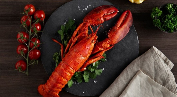 Pourquoi les homards deviennent-ils rouges après la cuisson ? Et faut-il vraiment les faire bouillir vivants ?