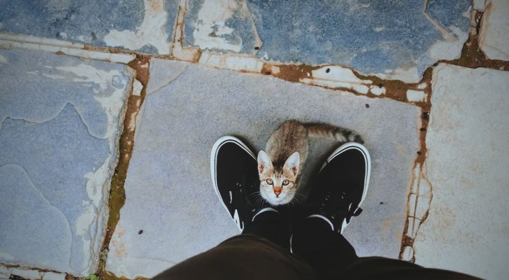 I misteriosi comportamenti dei gatti: perché ti girano intorno o corrono all’improvviso?