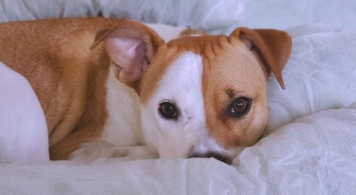 Se il tuo cane non dorme, forse soffre di insonnia: cause e rimedi di un problema diffuso
