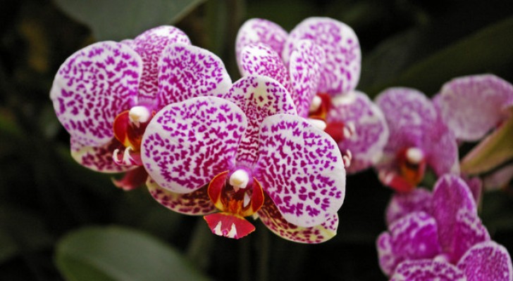 Comment choisir la bonne orchidée au moment de l'achat pour partir du bon pied