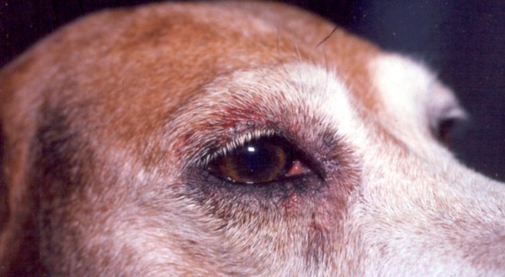 Pericolo infezioni da animali domestici: uno studio esamina le malattie che potrebbero colpire l'uomo