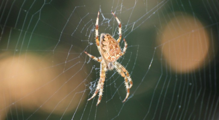Repellente naturale per ragni: rimedia questi ingredienti se non vuoi più vedere queste creature!